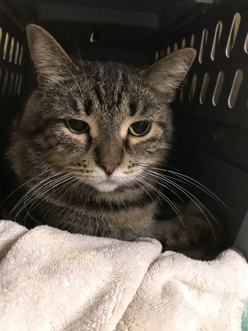picture of the cat needing adoption