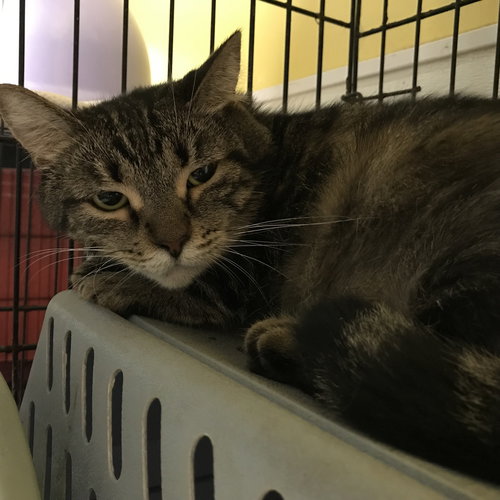 POKA - Domestic Short Hair available for adoption