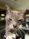 Cashew - Photo 4