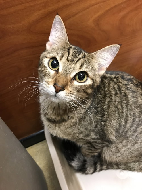 picture of the cat needing adoption