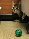 Tiggie - Photo 2