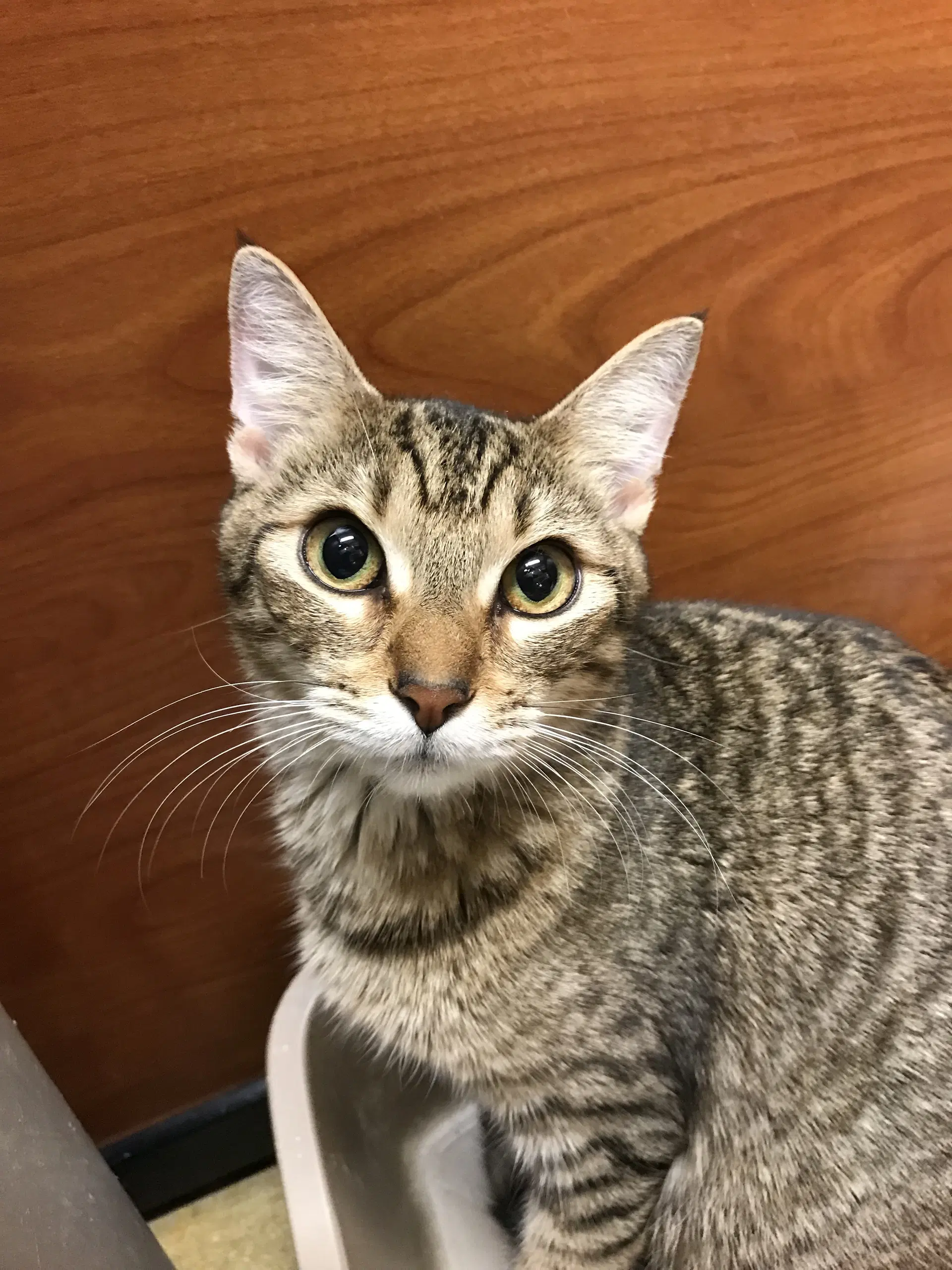 Tiggie image 3