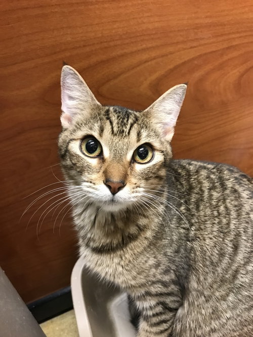 Photo 3 of Tiggie
