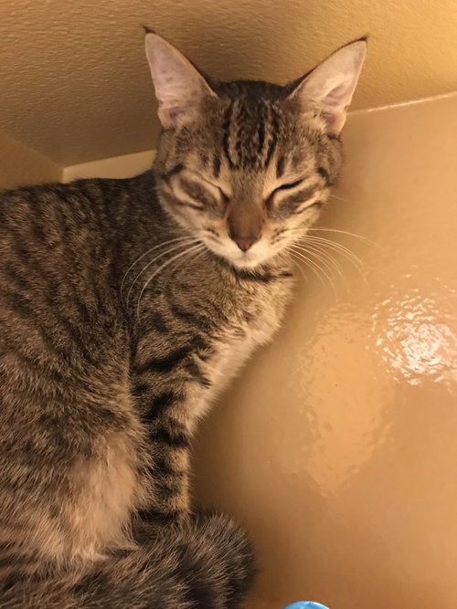 Photo 4 of Tiggie