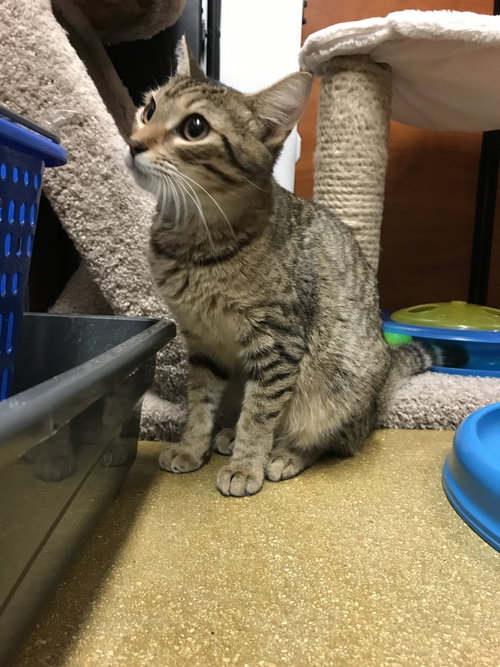 Photo 6 of Tiggie