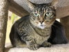 Elvis - Photo 2