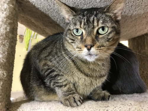 ELVIS - Domestic Short Hair available for adoption