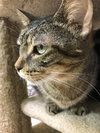 Elvis - Photo 4