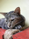 Elvis - Photo 5