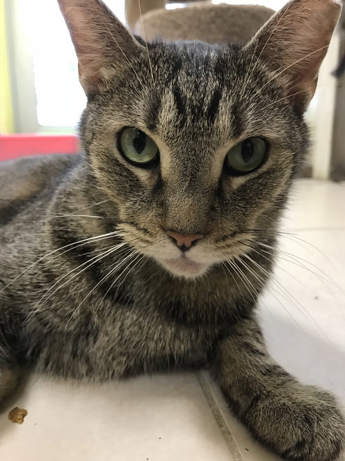 JACK - Domestic Short Hair available for adoption