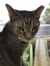 Jack - Photo 4