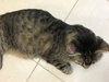 Jack - Photo 6