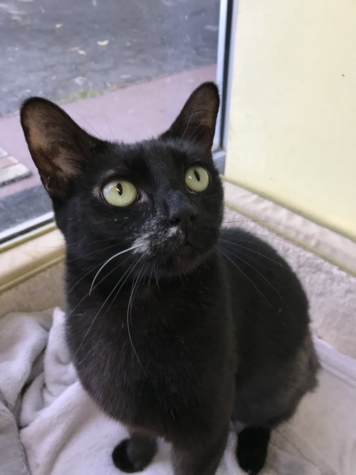 SNOWFLAKE - Domestic Short Hair available for adoption