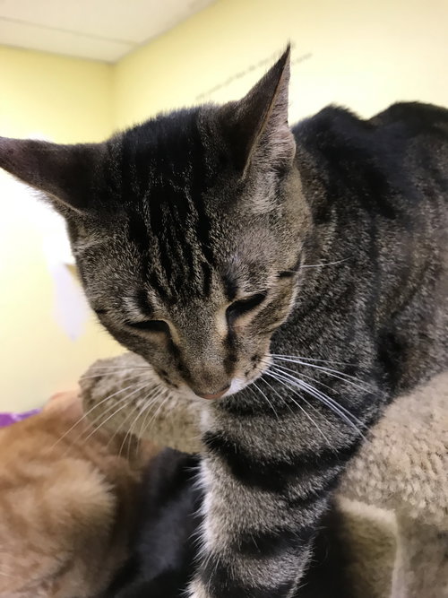 SPOT - Domestic Short Hair available for adoption