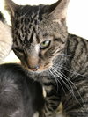 Spot - Photo 6
