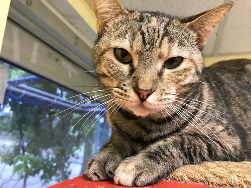 BECKA - Tabby / Calico available for adoption