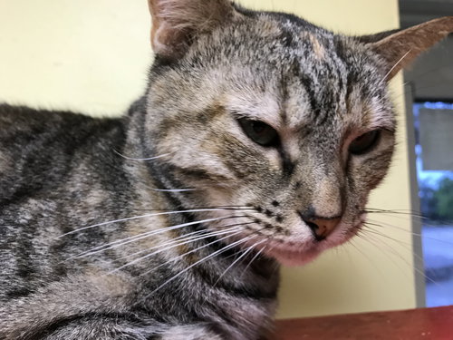 BECKA - Tabby / Calico available for adoption