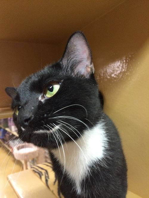 CAPTAIN BLAKE - Domestic Short Hair available for adoption