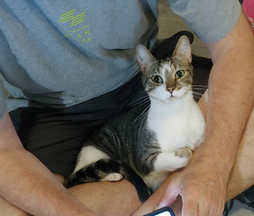 picture of the cat needing adoption