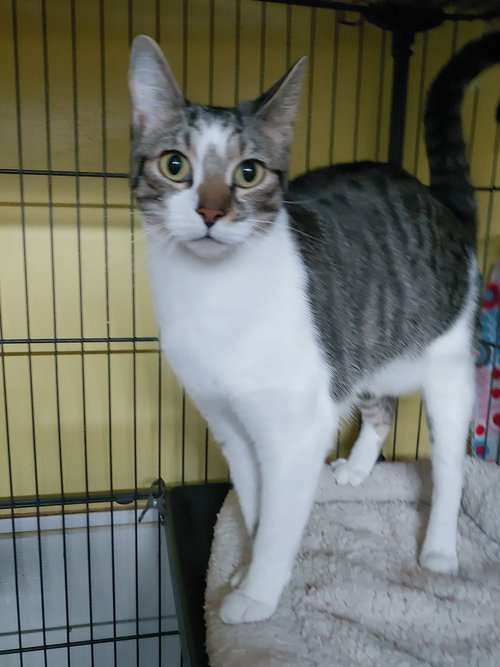 DENISE AKA CHICKEN - Domestic Short Hair available for adoption