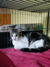 Doris aka Kiomi - Photo 1