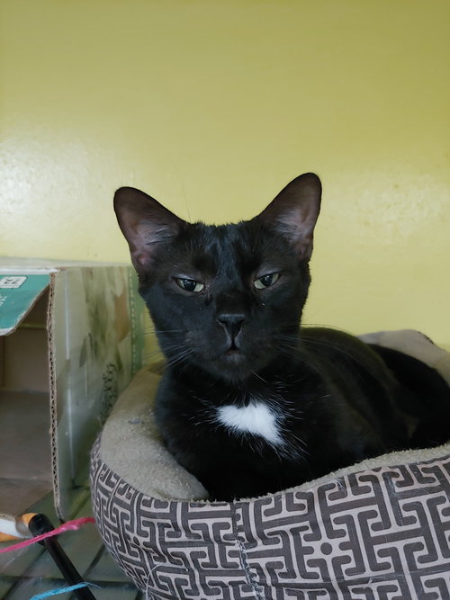 FRECKEL TOE - Domestic Short Hair available for adoption