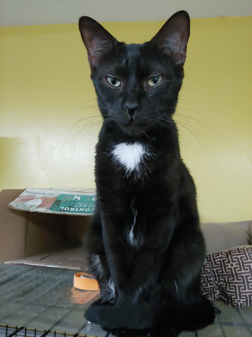 FRECKEL TOE - Domestic Short Hair available for adoption