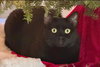 Belladonna aka Luna - Photo 1