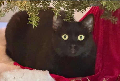 picture of the cat needing adoption