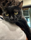Belladonna aka Luna - Photo 2