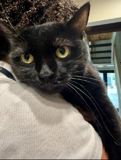 BELLADONNA AKA LUNA - Domestic Short Hair available for adoption