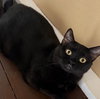 Belladonna aka Luna - Photo 3