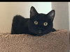 Belladonna aka Luna - Photo 4