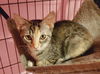 adoptable Cat in  named Kahlua