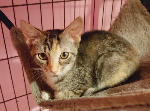 KAHLUA - Domestic Short Hair / Tabby available for adoption