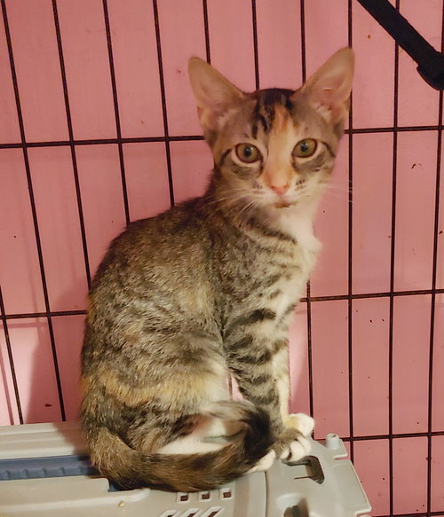 KAHLUA - Domestic Short Hair / Tabby available for adoption