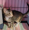 Kahlua - Photo 3