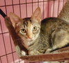 Kahlua - Photo 5