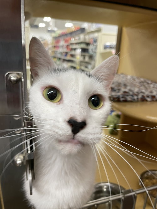 Azlan, an adoptable Domestic Short Hair in Oakland Park, FL