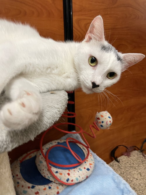 Azlan, a cat for adoption from Beyond Nine Cat Rescue