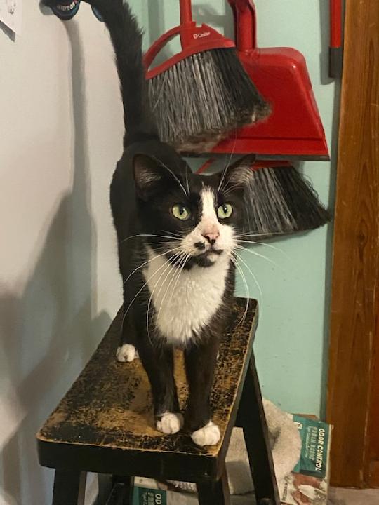 Clyde