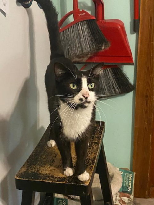 Clyde, Adult Domestic Short Hair (medium coat), cat for adoption in Miami Beach, Florida