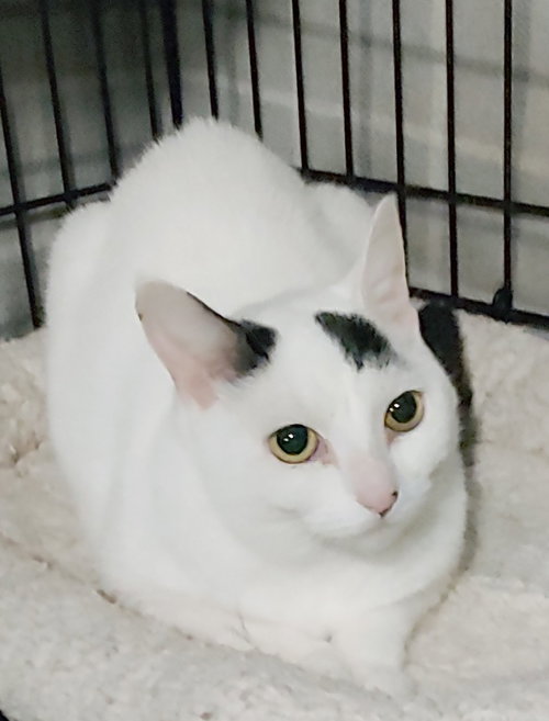 BENSON - Domestic Short Hair available for adoption