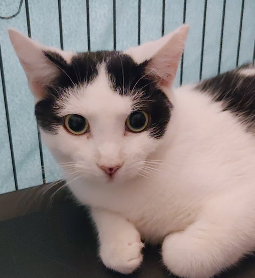 picture of the cat needing adoption