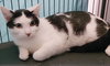 Blackie - Photo 2