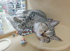 Oliver - Photo 2