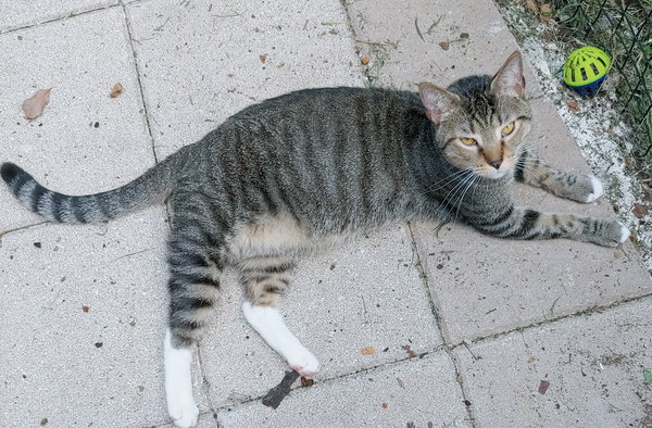 Oliver