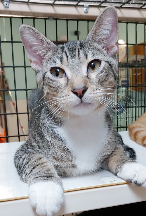 COSMO - Domestic Short Hair available for adoption