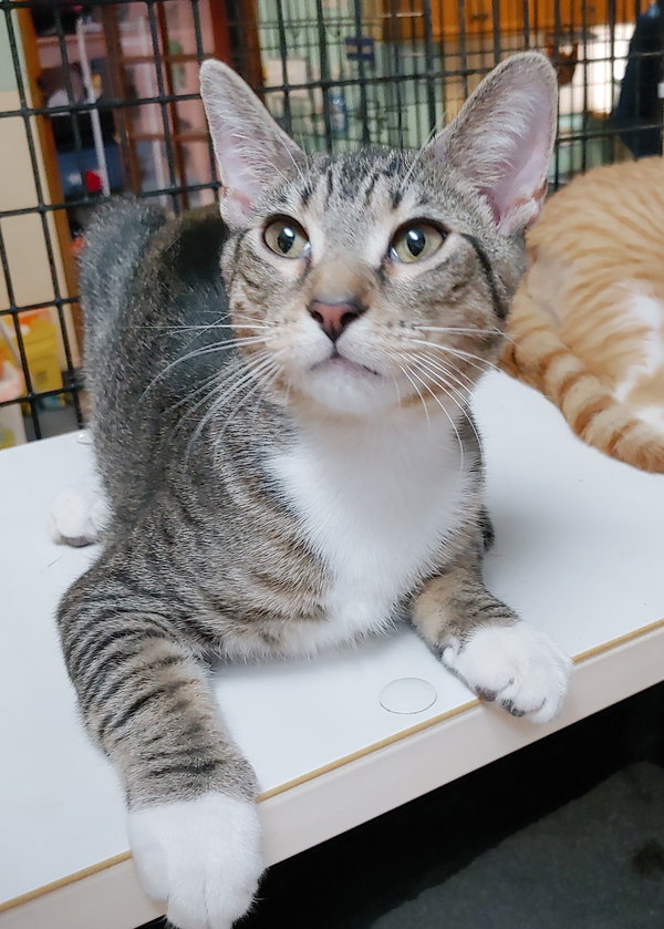 Cosmo