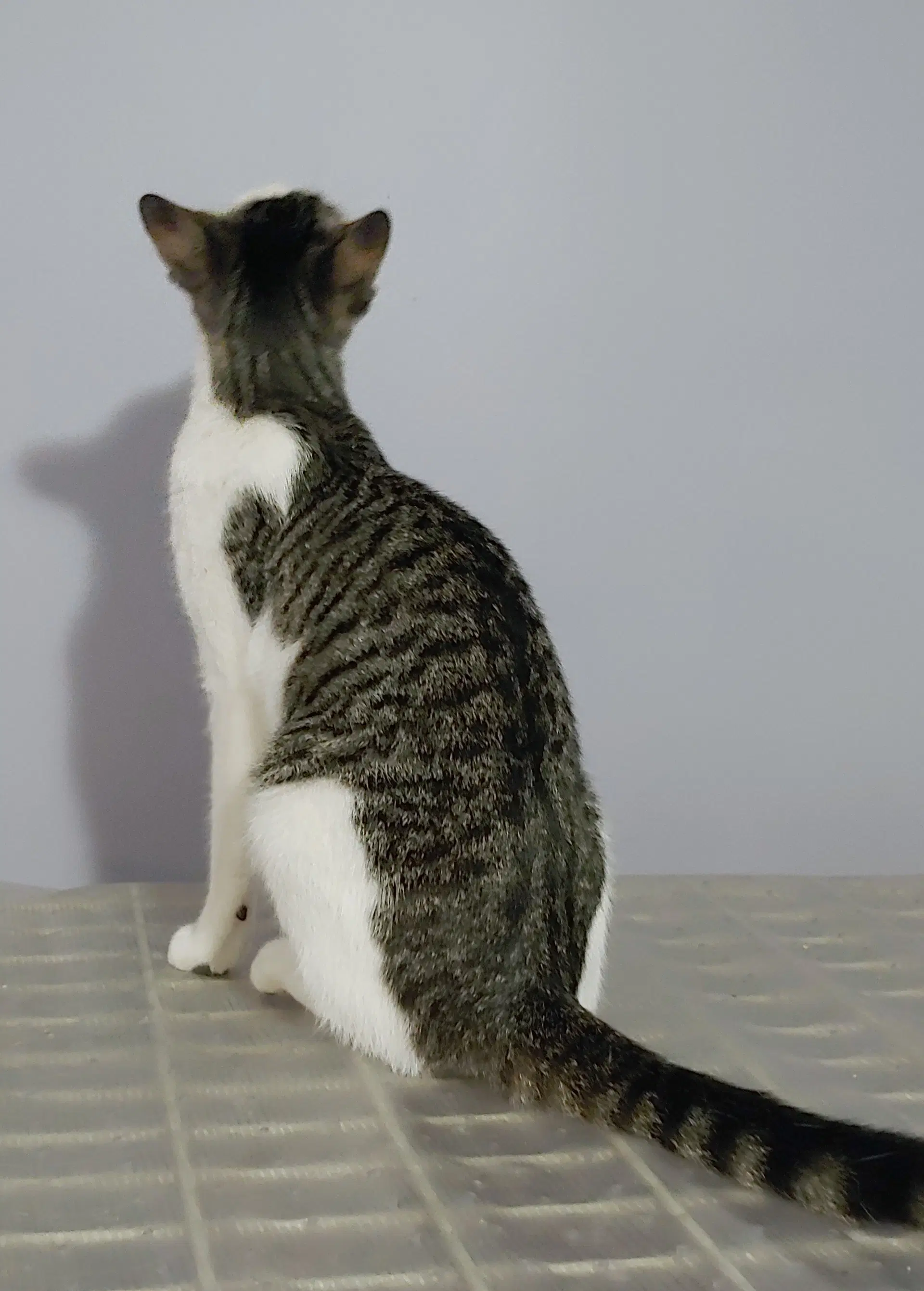 Josie image 3